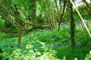 View of BlueBell Valley near Castle-Upon-Alun