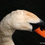 Swan in the Cardiff Bay Wetlands Reserve